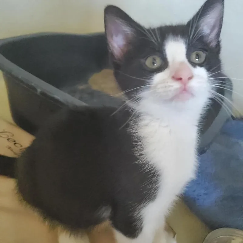 A baby small-sized male Orange / Red Domestic Short Hair cat named Zorro for adoption in Eufaula, AL