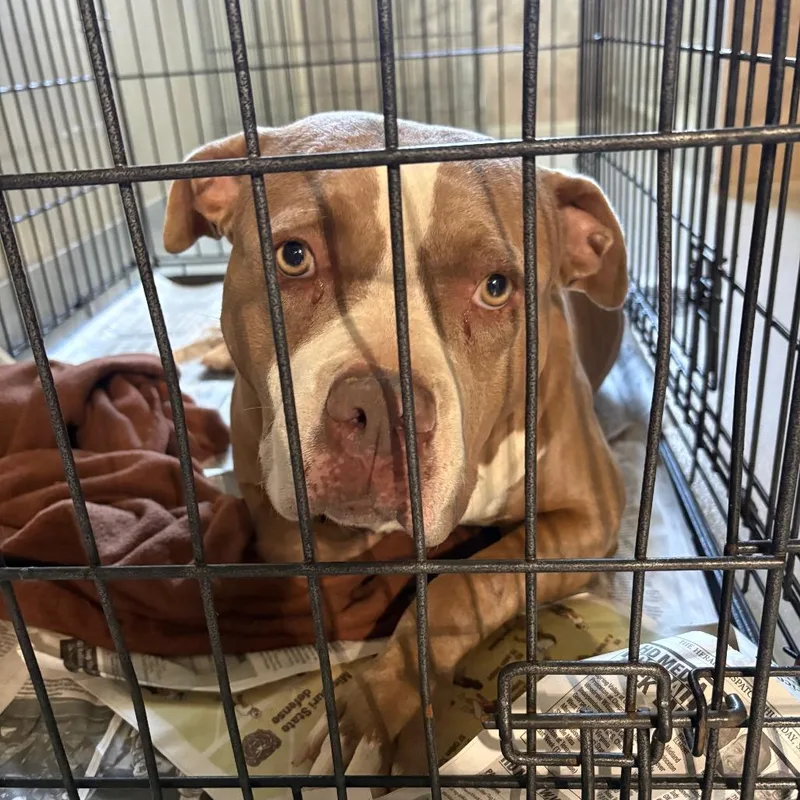 An adult small-sized male Brown / Chocolate Mixed Breed dog named Hannah Stray Hold for adoption in Huntington, WV