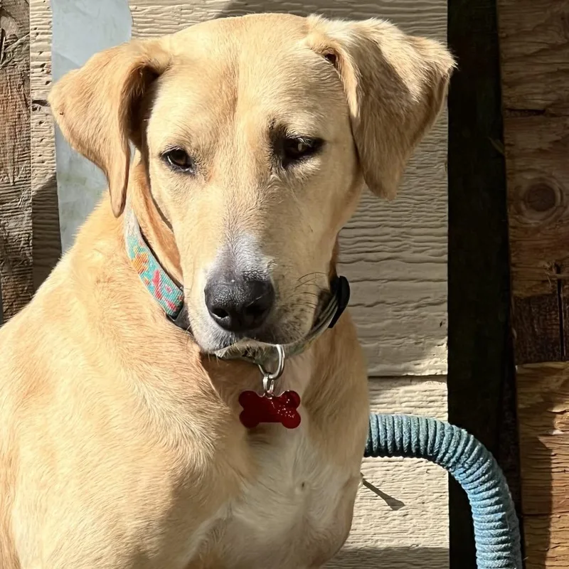 An adult medium-sized female Yellow / Tan / Blond / Fawn Yellow Labrador Retriever dog named Lilly for adoption in Volcano, HI