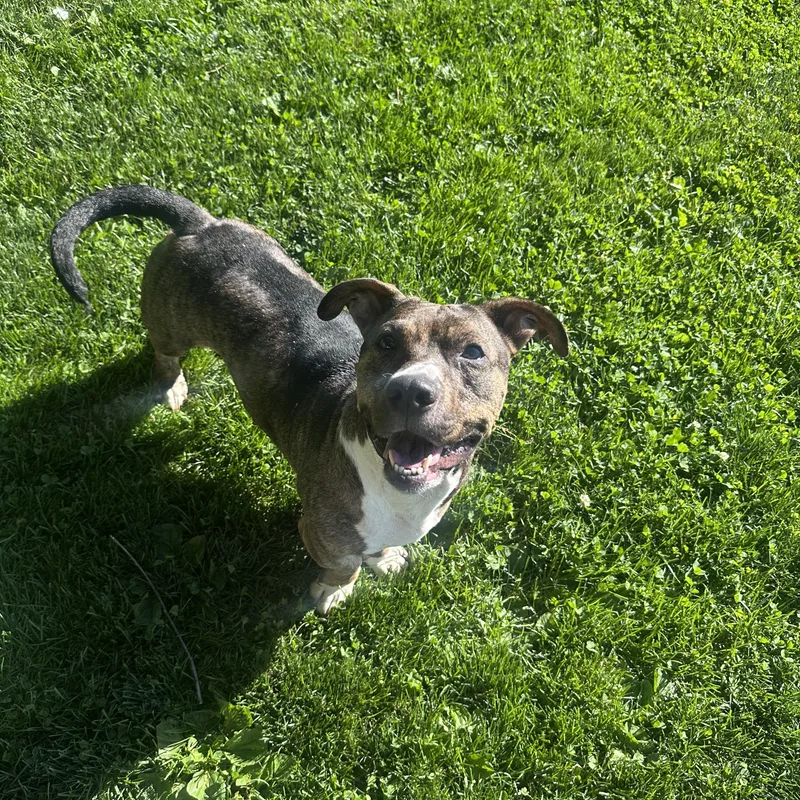 An adult medium-sized male Brindle Mixed Breed dog named Rocket for adoption in Myerstown, PA