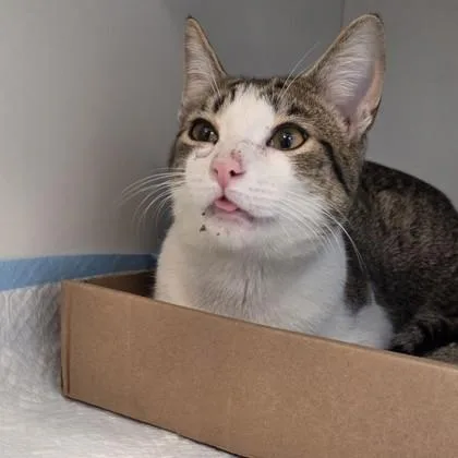 An adult medium-sized male Domestic Short Hair cat named Sweet Tea for adoption in Voorhees, NJ
