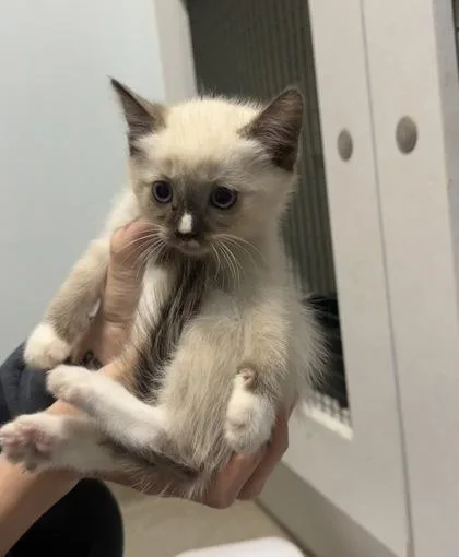 A baby small-sized male Domestic Short Hair cat named Frappuccino for adoption in Palm Coast, FL