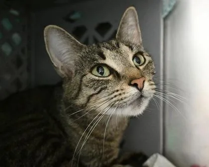 An adult small-sized female Domestic Short Hair cat named Sherbert for adoption in West Seneca, NY