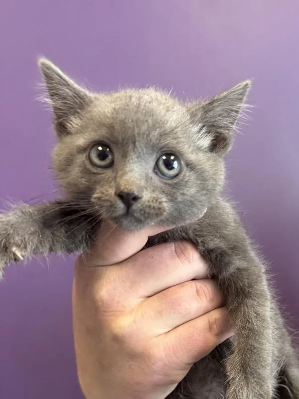 A baby medium-sized male Domestic Short Hair cat named Truffles for adoption in Salt Lake City, UT
