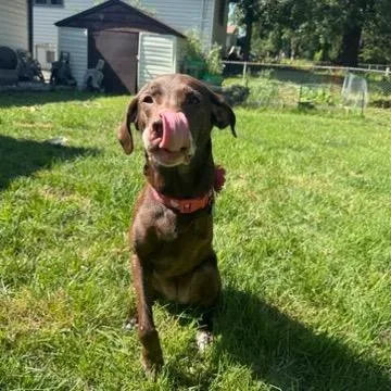 A senior large-sized female Brown / Chocolate Chocolate Labrador Retriever dog named Bailey for adoption in Festus, MO
