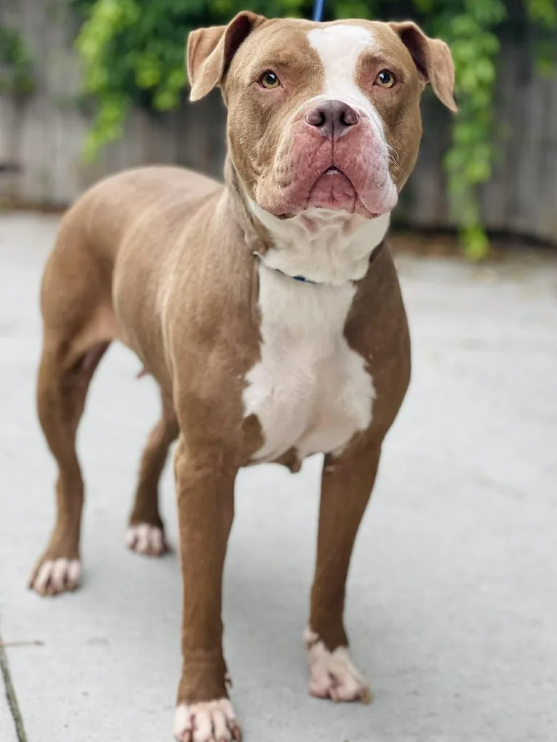 An adult large-sized female White / Cream American Bully dog named Ac "star" for adoption in Conyers, GA