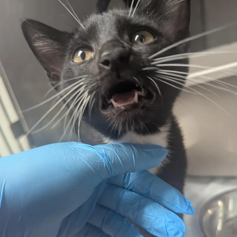 A baby small-sized female Black Domestic Short Hair cat named Laura for adoption in Birmingham, AL