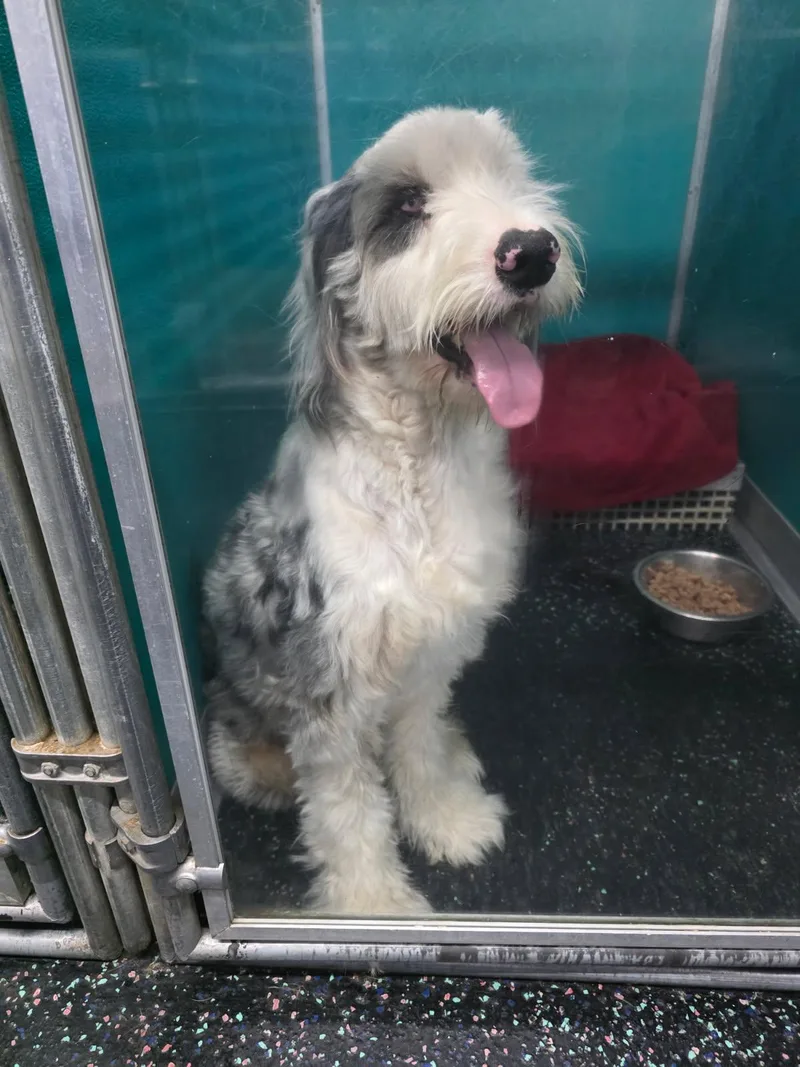 A young medium-sized female Sheepadoodle dog named Meet Pippin. for adoption in Conway, SC