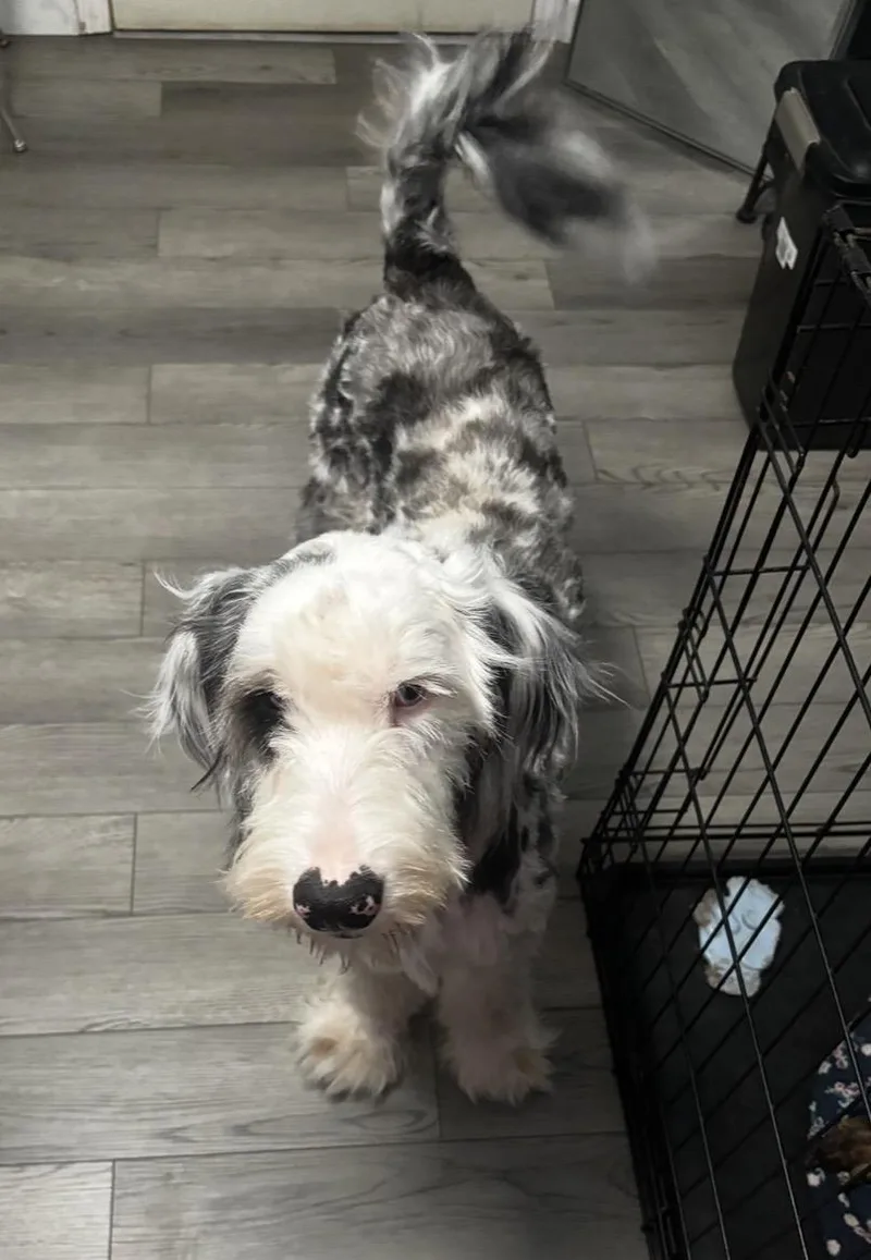 Meet Pippin. thumbnail 3