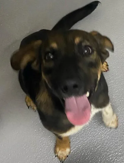 A baby medium-sized female Mixed Breed dog named Ruby for adoption in Blue Ridge, GA