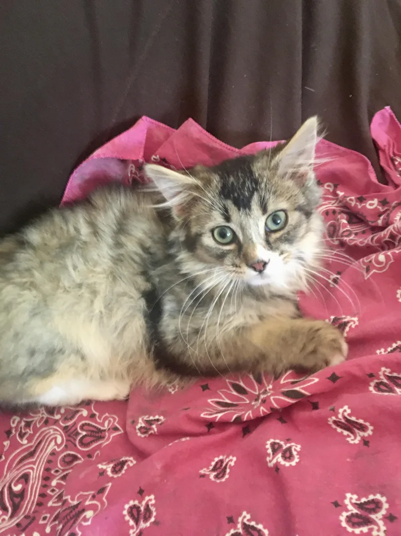 A baby medium-sized female Maine Coon cat named Tabitha for adoption in toledo, OH