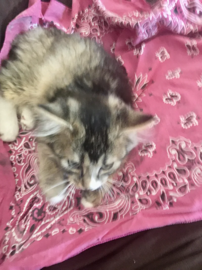 Tabitha thumbnail 3