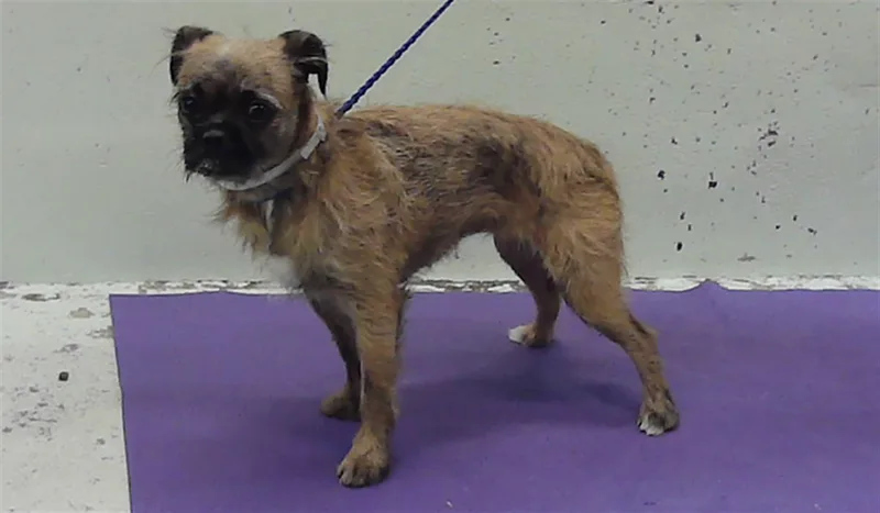A young small-sized female Brussels Griffon dog named Bruss Alena for adoption in Houston, TX