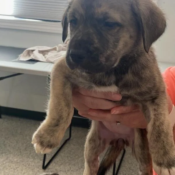 A young large-sized female Neapolitan Mastiff dog named Cookie for adoption in Carlyle, IL