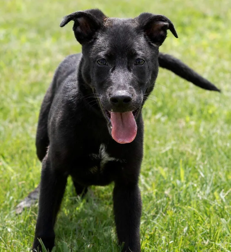 Finn