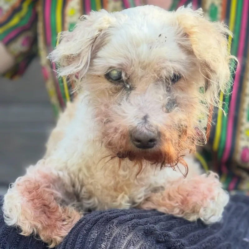 A senior small-sized male Maltese dog named Roscoe for adoption in Detroit, MI