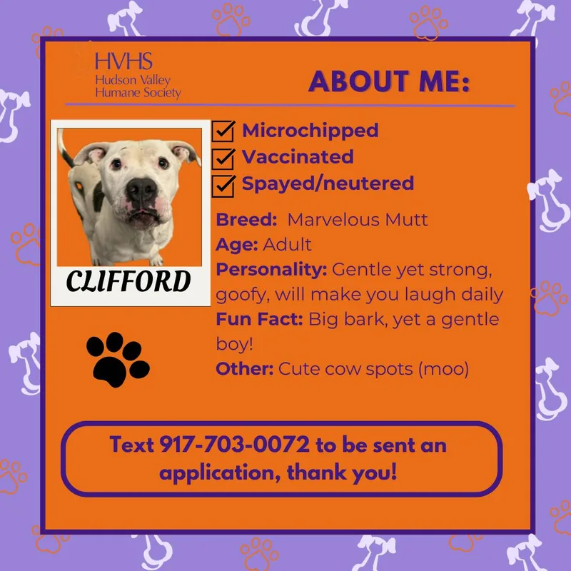 Clifford thumbnail 2