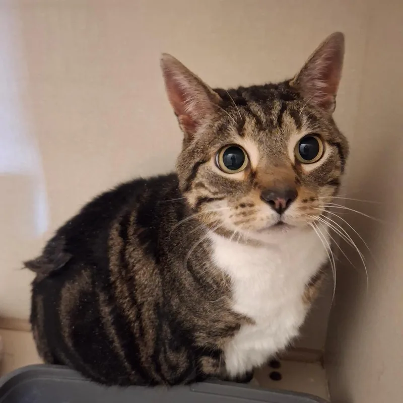 A senior extra large-sized male Brown / Chocolate Domestic Short Hair cat named Beetle for adoption in Conway, NH