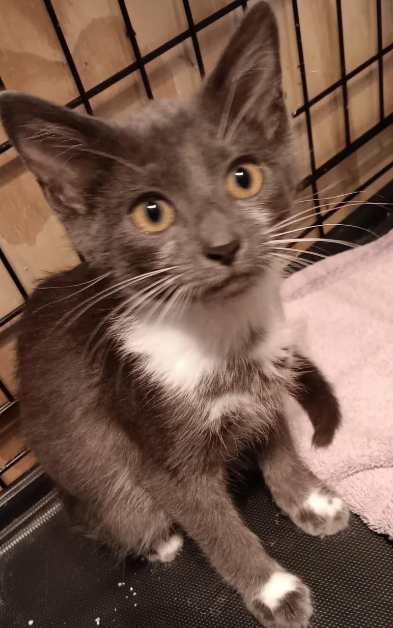 A baby small-sized male Gray & White Domestic Short Hair cat named Grayson for adoption in Memphis, TN