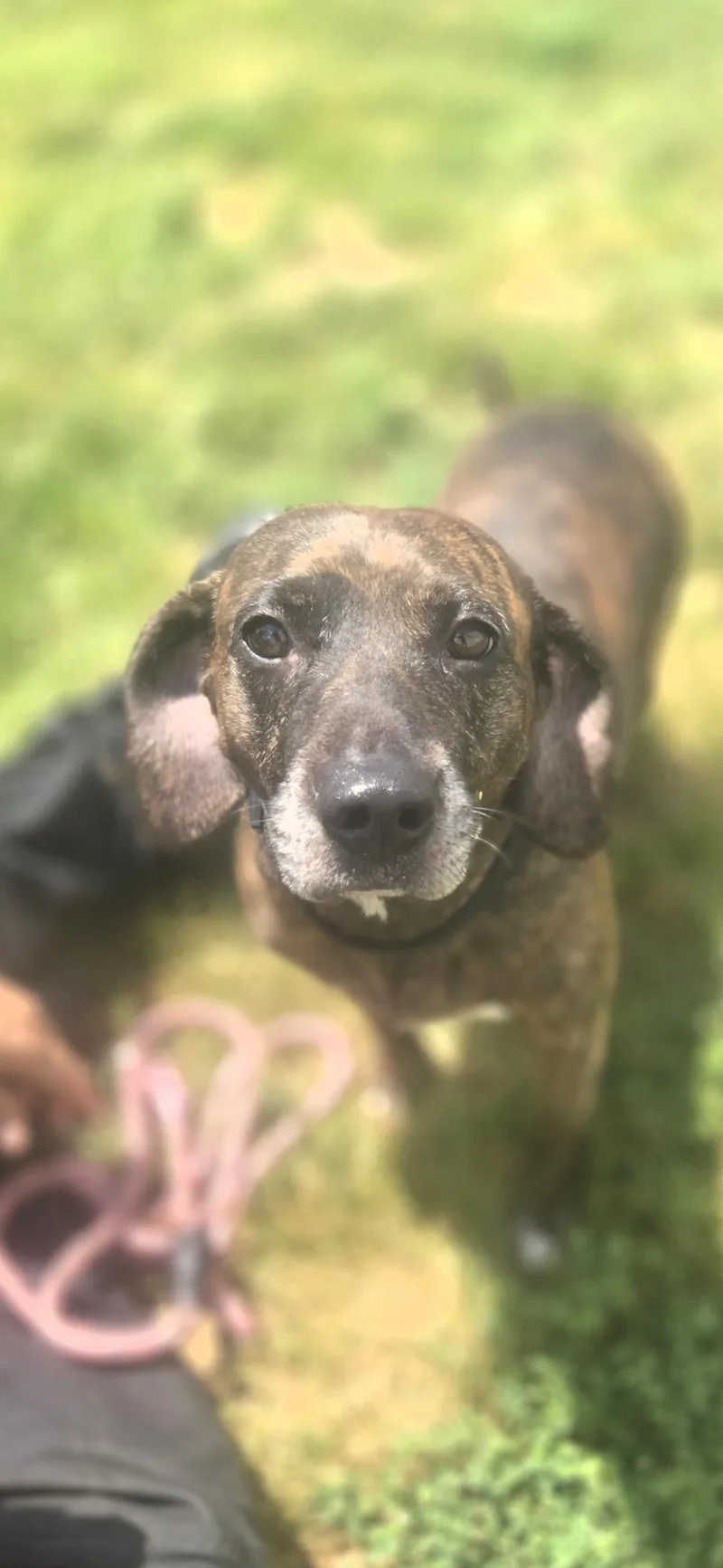 An adult medium-sized male Brindle Beagle dog named Barkhart for adoption in Joliet, IL