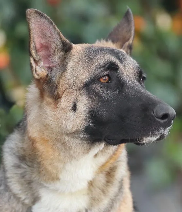 A young large-sized female Black German Shepherd Dog dog named Blueberry von Breddin for adoption in Los Angeles, CA