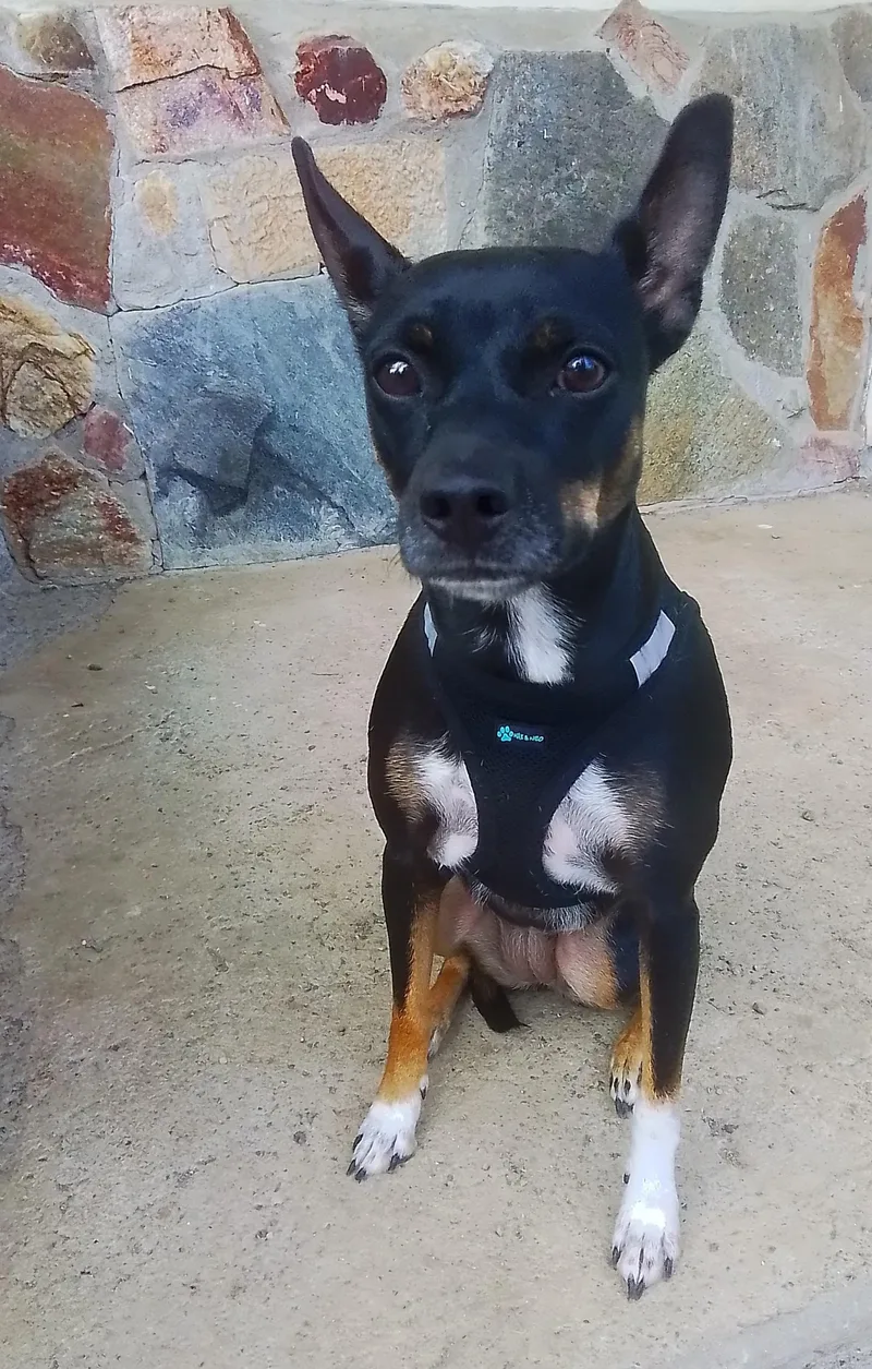 A young small-sized female Miniature Pinscher dog named Missy for adoption in Oroville, WA