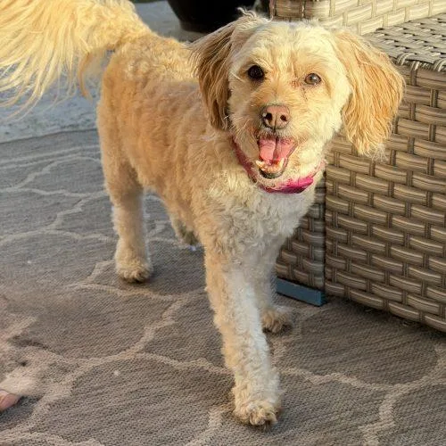 An adult small-sized female Miniature Poodle dog named Daisie for adoption in Georgetown, KY