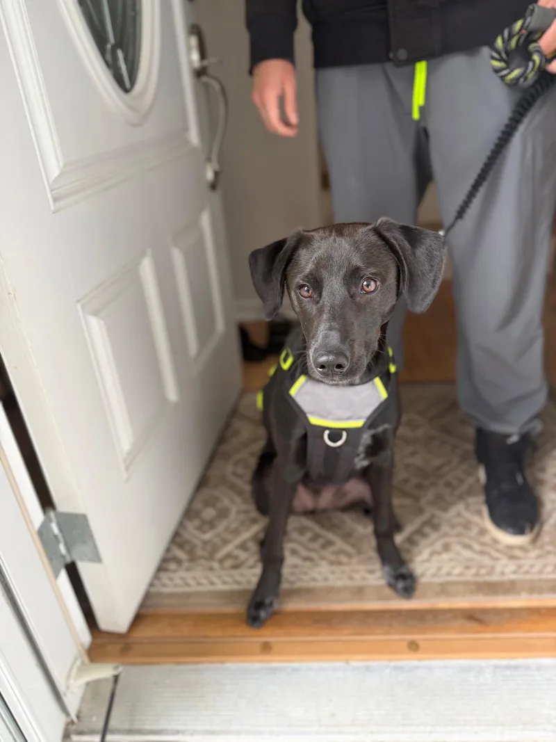 A young large-sized male Labrador Retriever dog named Scout Lonestar for adoption in Rockaway, NJ