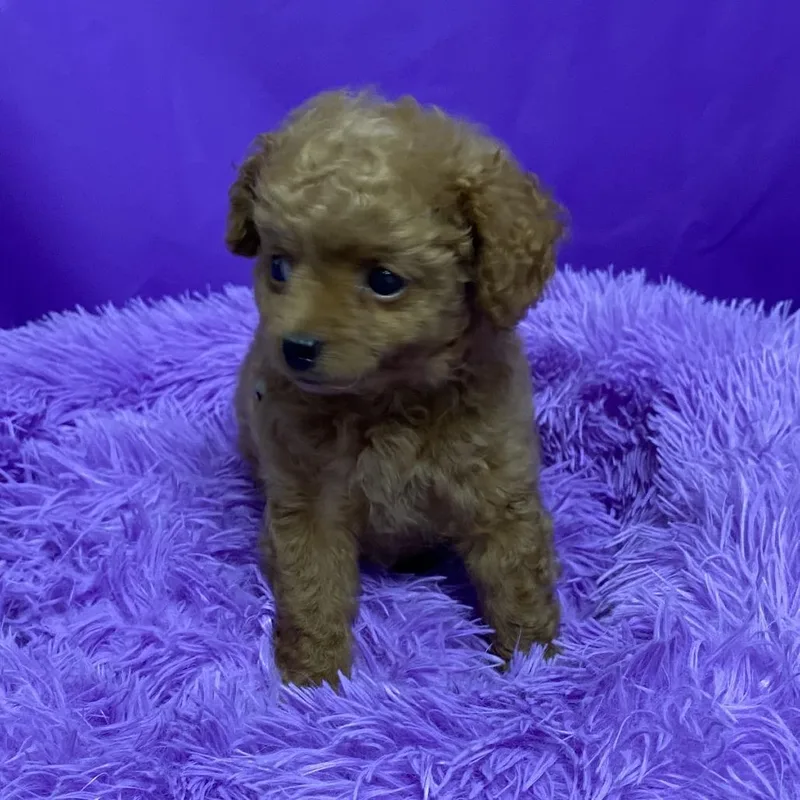 A baby small-sized male Apricot / Beige Miniature Poodle dog named Hammich for adoption in North Myrtle Beach, SC