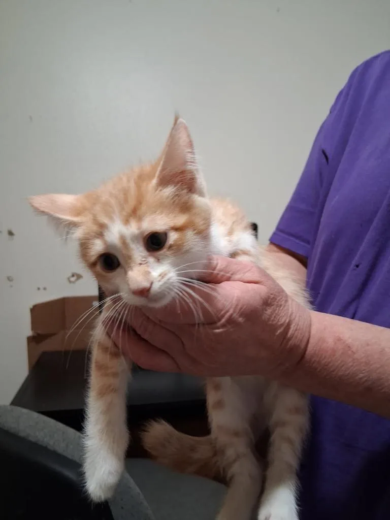 A baby medium-sized male Domestic Medium Hair cat named Cache for adoption in Heber City, UT