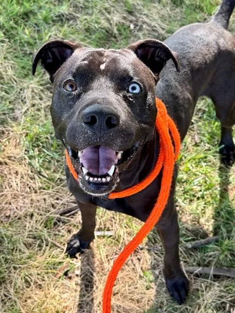 A young medium-sized male Terrier dog named Valley for adoption in Olivette, MO