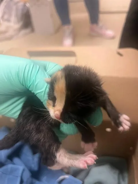 A baby small-sized female Domestic Short Hair cat named Paquita for adoption in Riverside, CA