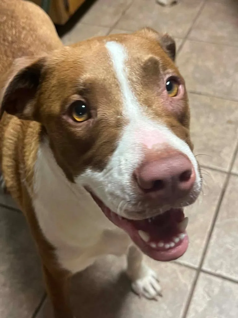 A young medium-sized female Pit Bull Terrier dog named Reecee for adoption in Gautier, MS