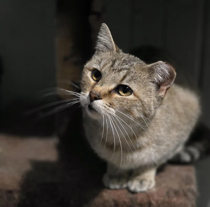 An adult medium-sized female Torbie Domestic Short Hair cat named Tofu for adoption in Lincoln, NE