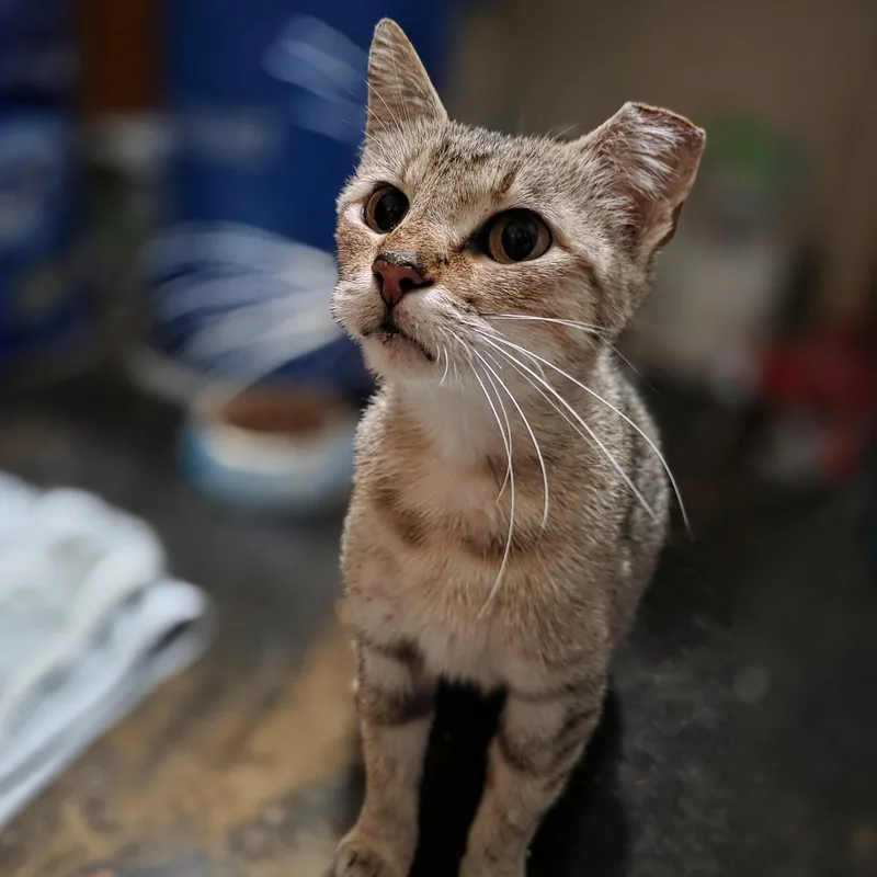 Tofu thumbnail 3