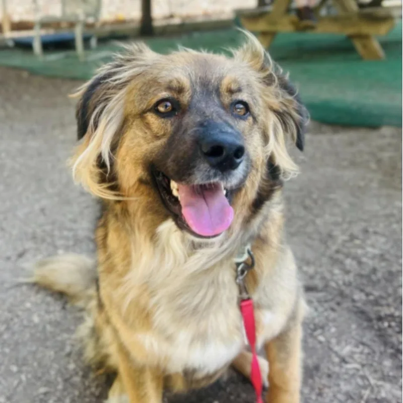 A young large-sized male Tricolor (Brown, Black, & White) Australian Shepherd dog named Percy for adoption in Cedarburg, WI