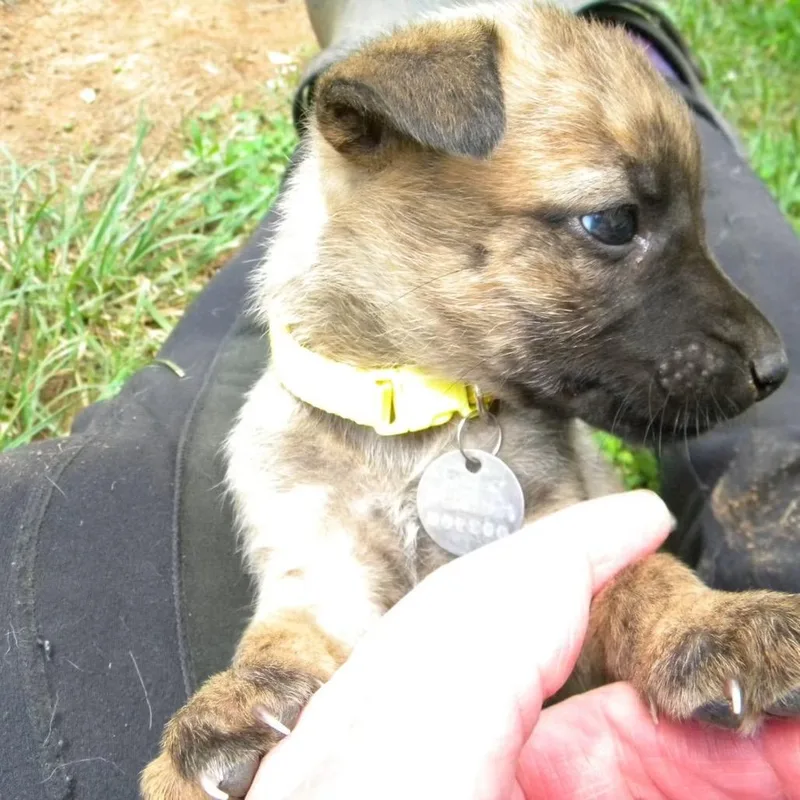 Annie thumbnail 4