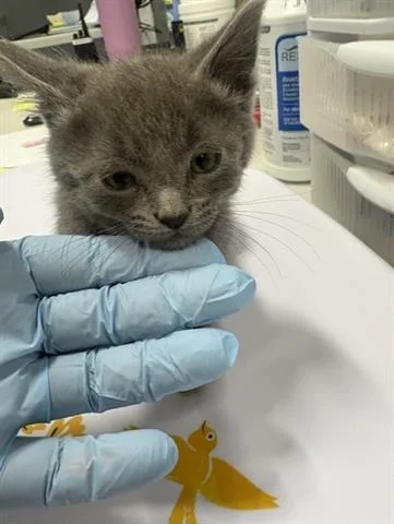 A baby small-sized male Domestic Medium Hair cat named Andy for adoption in San Martin, CA
