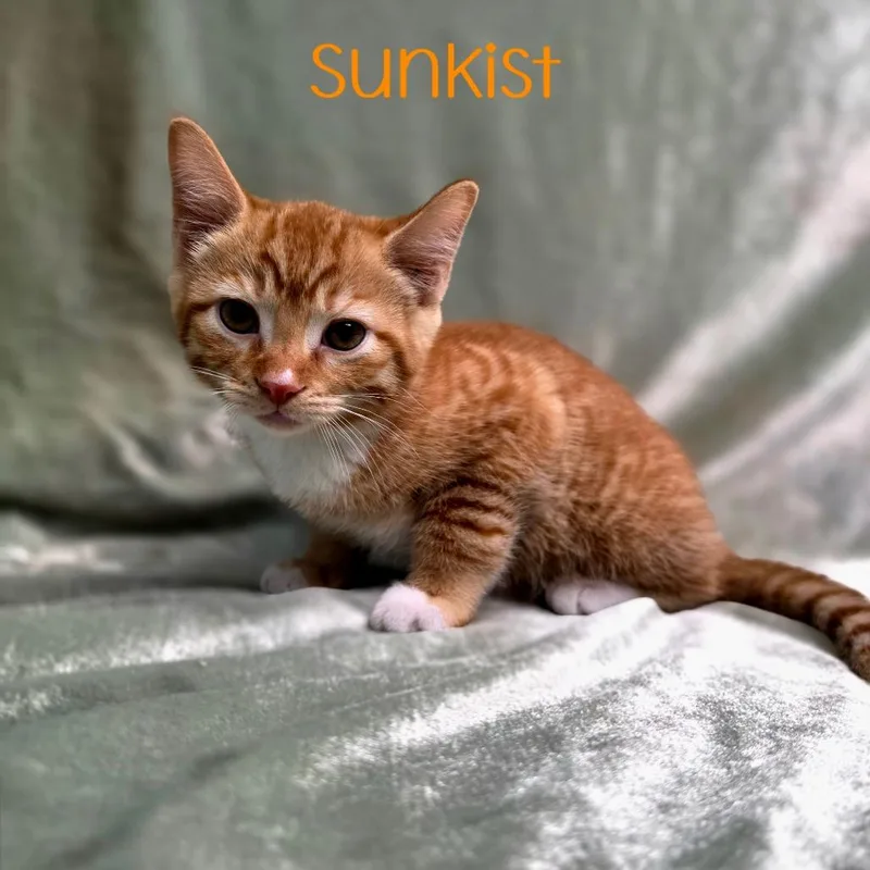 Sunkist