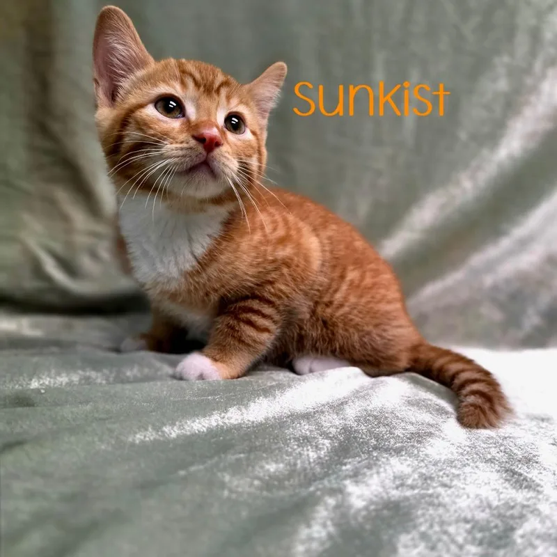 Sunkist thumbnail 2
