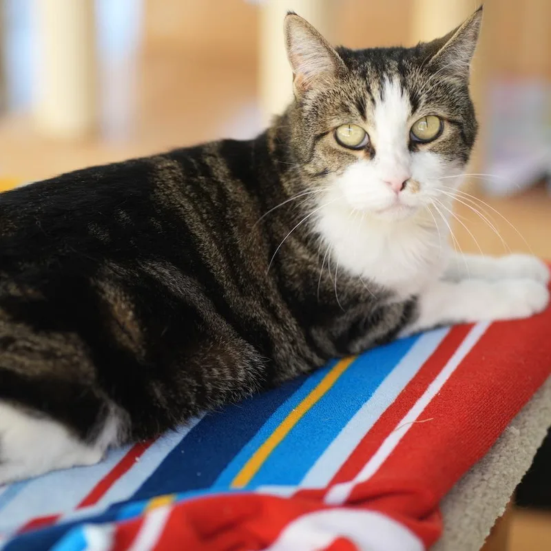 A senior small-sized female White Domestic Short Hair cat named Gypsy for adoption in Desert Hot Springs, CA