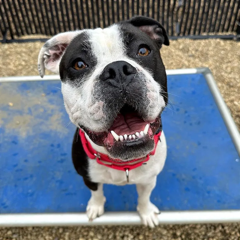 A young medium-sized female Black Mixed Breed dog named Panda Girl for adoption in Philadelphia, PA