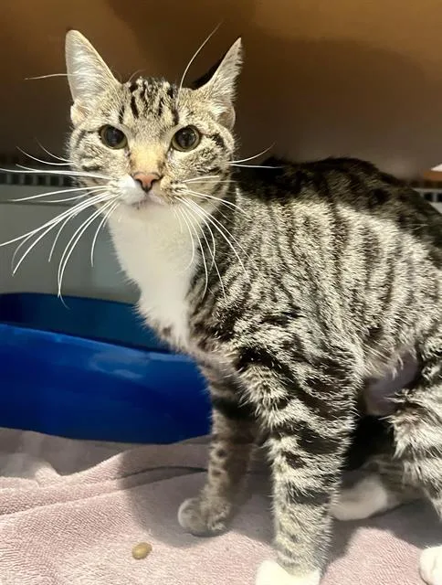 A young medium-sized female Domestic Short Hair cat named Mimi for adoption in San Francisco, CA