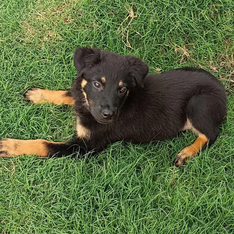Opie