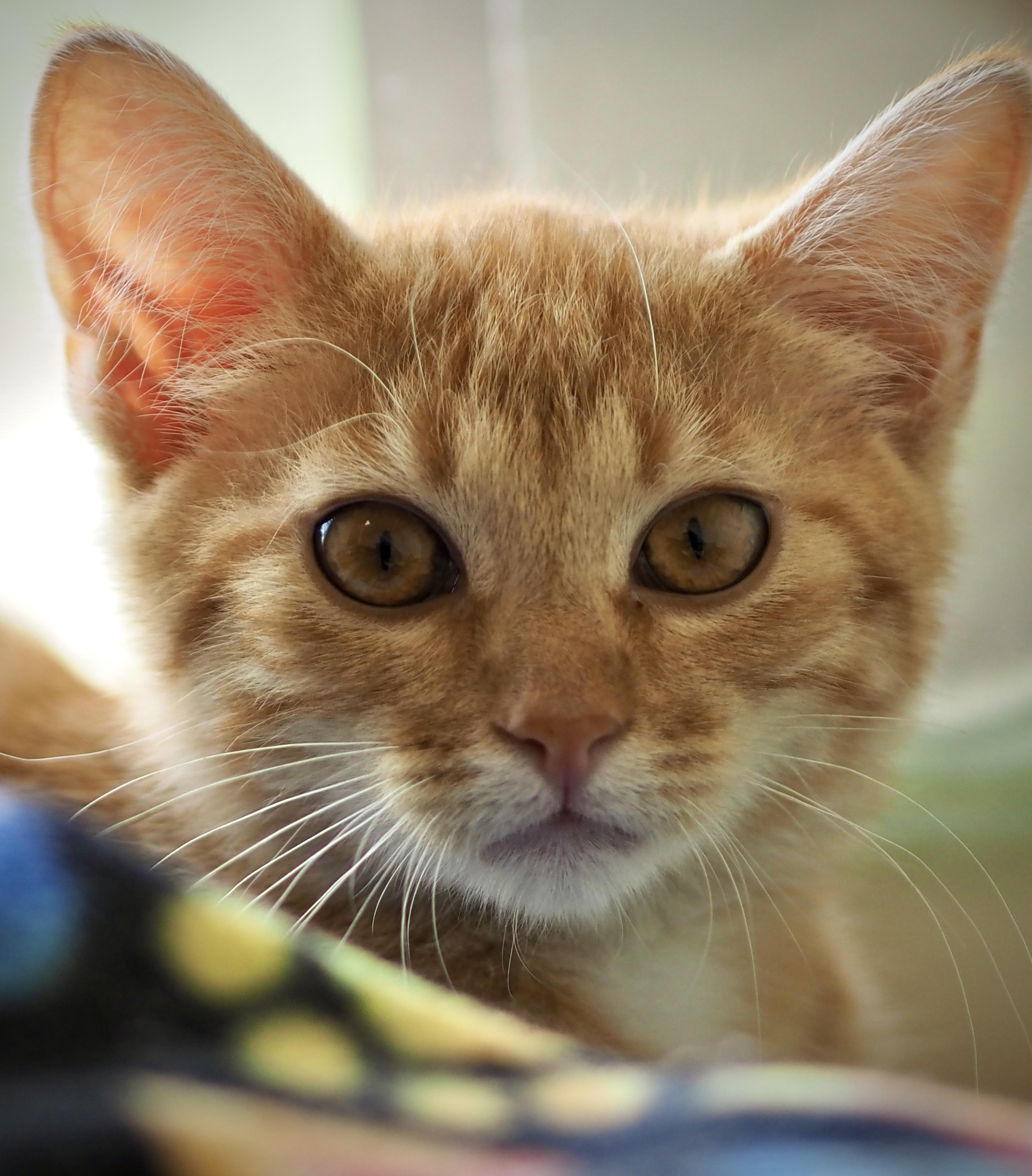 A baby medium-sized male Tabby (Orange / Red) Domestic Short Hair cat named Mischief for adoption in Buena Vista, CO