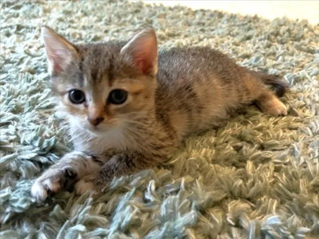 A baby small-sized female Domestic Short Hair cat named Lacie for adoption in Chapel Hill, NC