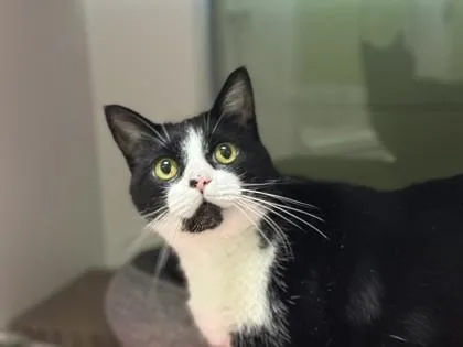 Bella
