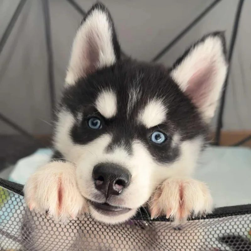 A baby medium-sized female Black Siberian Husky dog named Haze for adoption in Blaine, MN