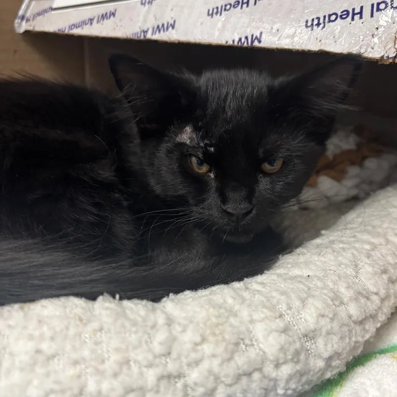 A baby small-sized female Black Domestic Medium Hair cat named Rosey for adoption in Lakeland, FL