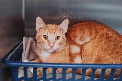 An adult small-sized male Domestic Short Hair cat named A Cisco Petsmart Mt for adoption in North Charleston, SC